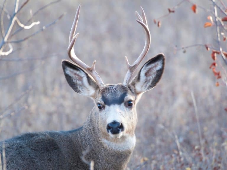 Different Types Of Deer Complete List And Guide Northern Nester