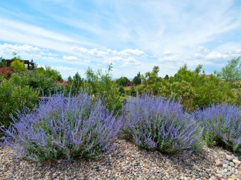 Russian Sage Vs Lavender Whats The Difference Northern Nester