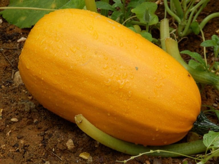 Spaghetti Squash Growing Stages Detailed Guide Northern Nester