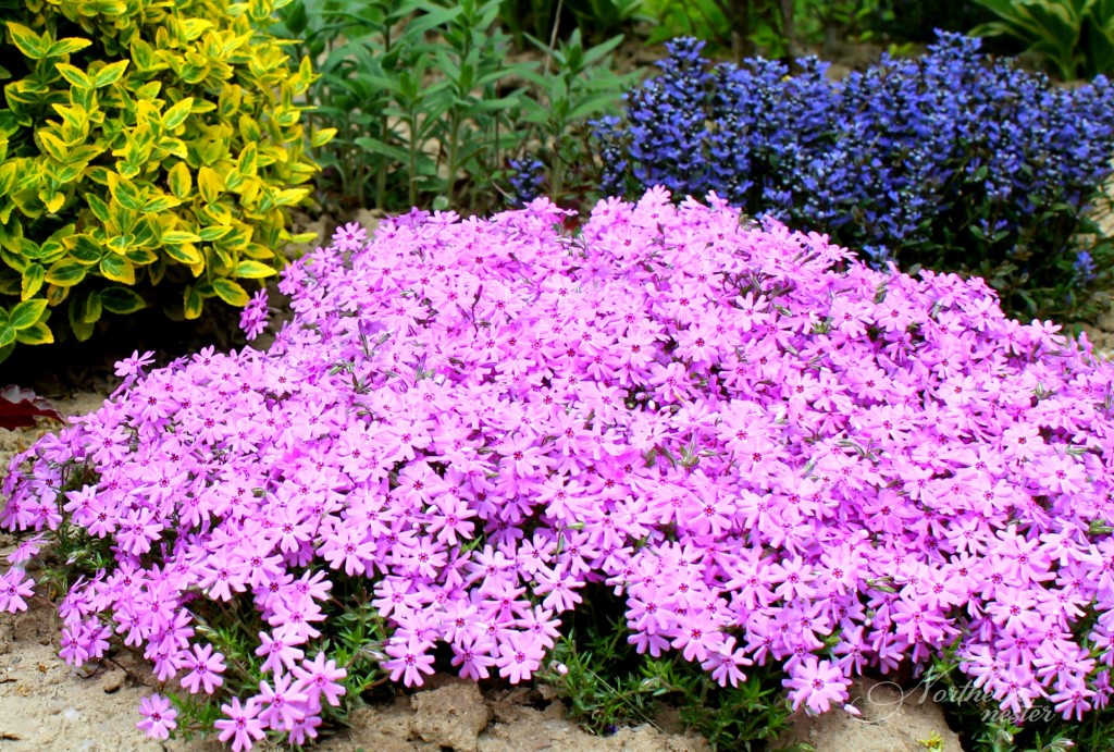 15 Colorful Perennials For Shade Northern Nester   Shade Moss Phlox 1024x691 