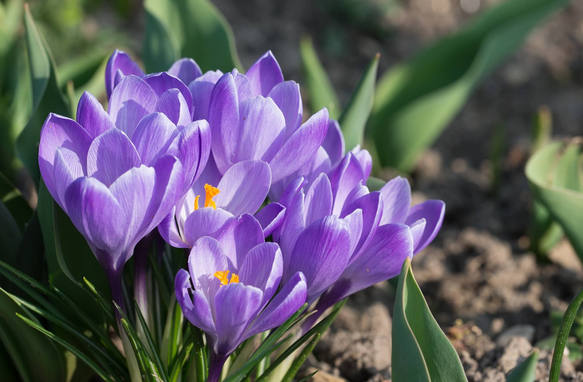 How To Incorporate Bulbs Into Your Landscape - Northern Nester