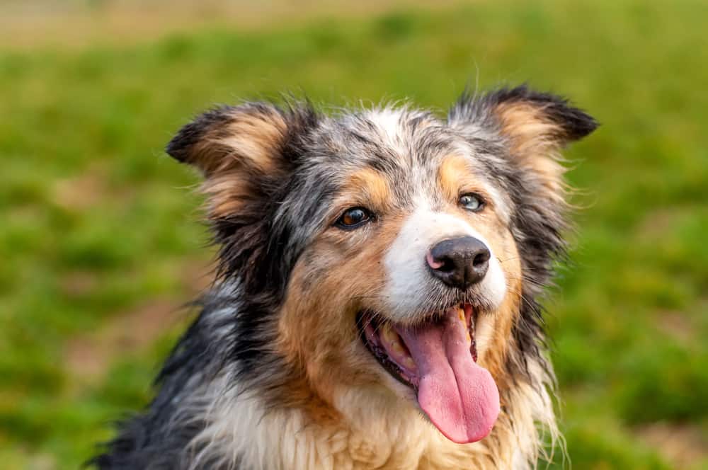 PASTOR INGLÉS - ENGLISH SHEPHERD BREED HANDOUT