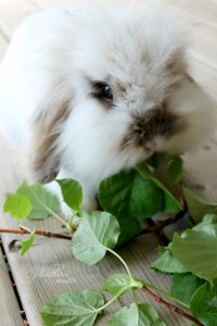 Lionhead Rabbits: Complete Guide to Care, Lifespan, Breed info, and ...