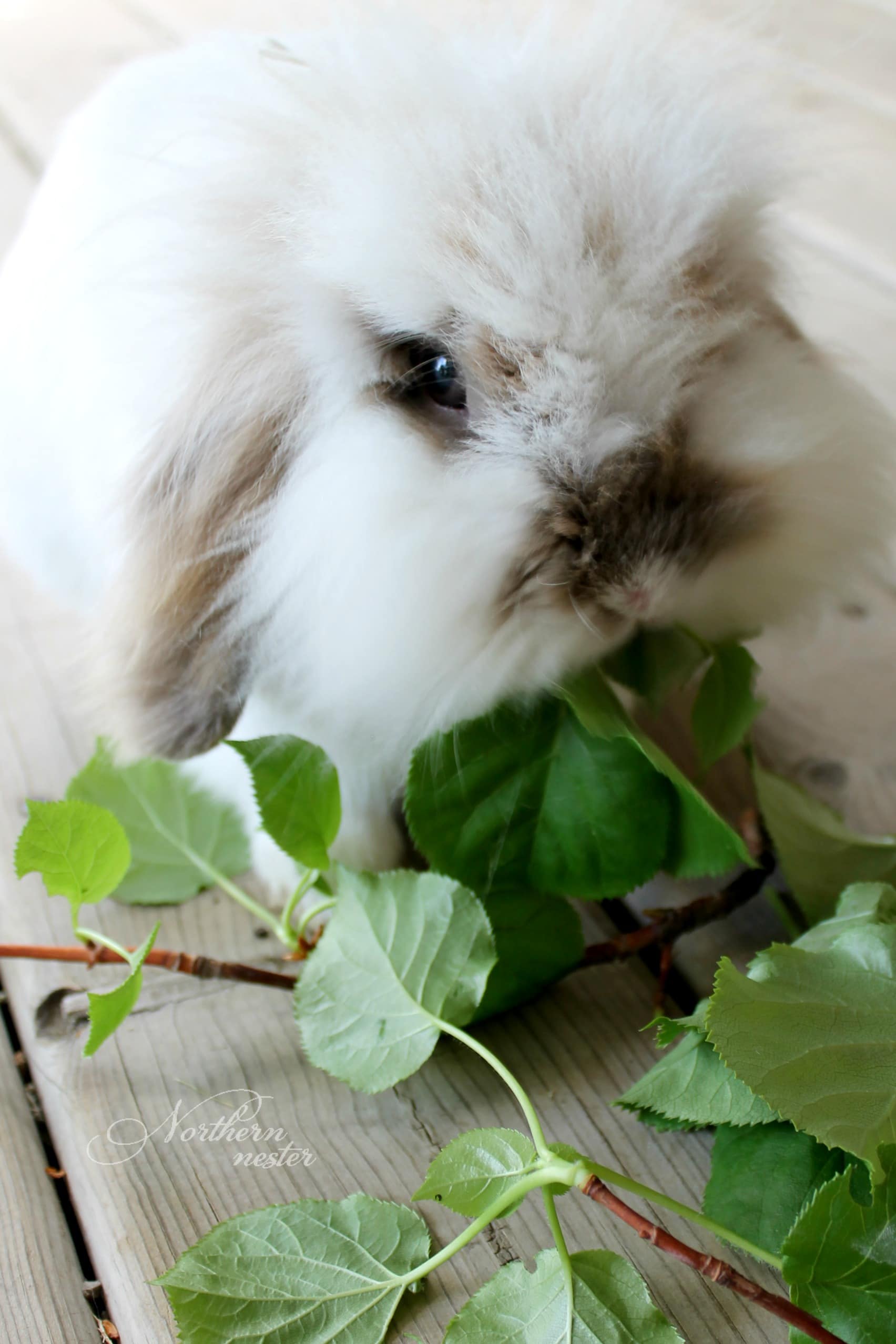 double mane lionhead bunny