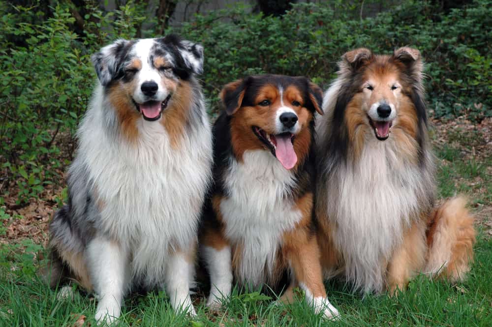 are english shepherds intelligent dogs