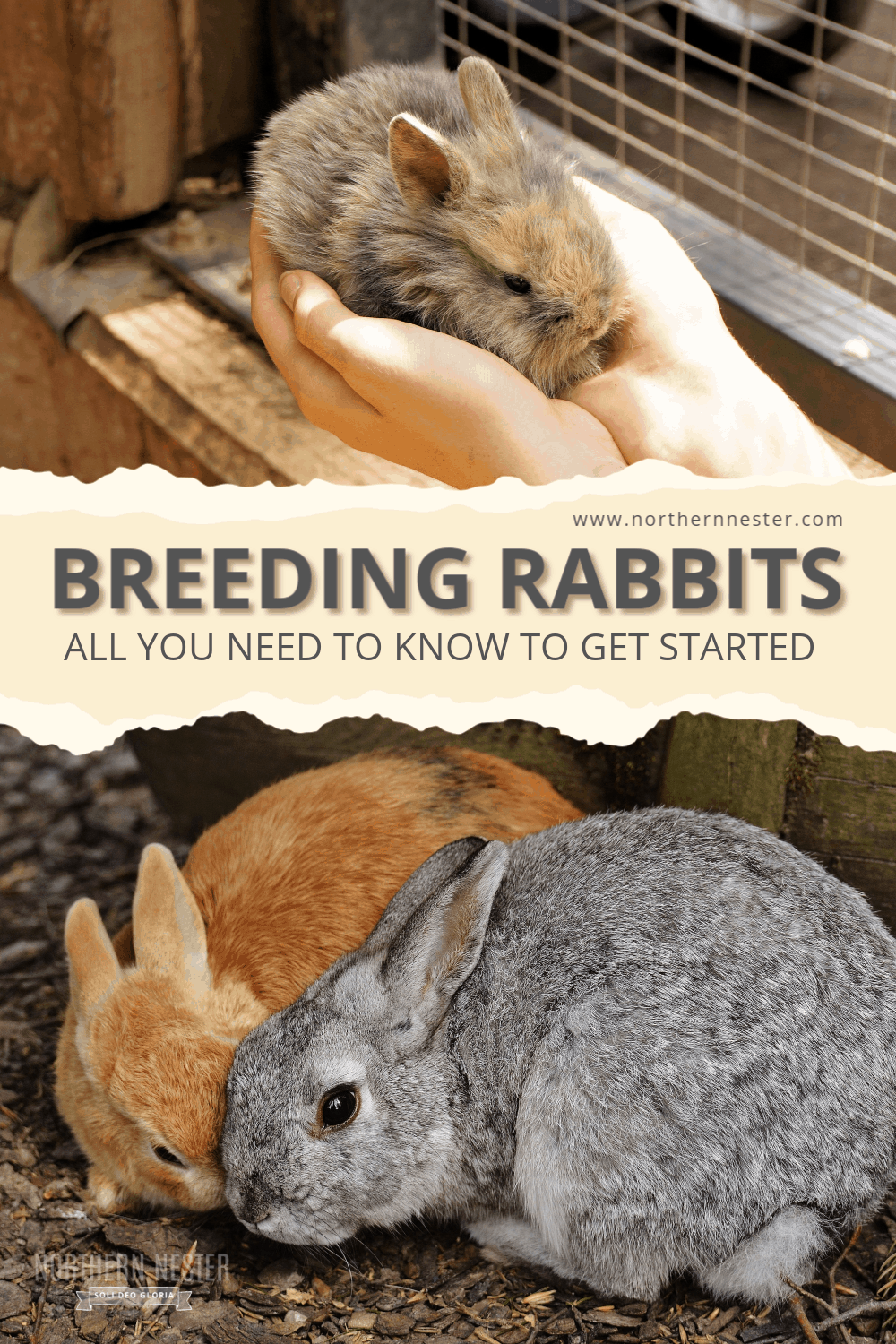 Breeding Rabbits Your Get Started Guide! TIPS & FAQs Northern Nester