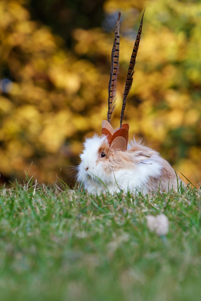 Lionhead Rabbits: Complete Guide To Care, Lifespan, Breed Info, And 