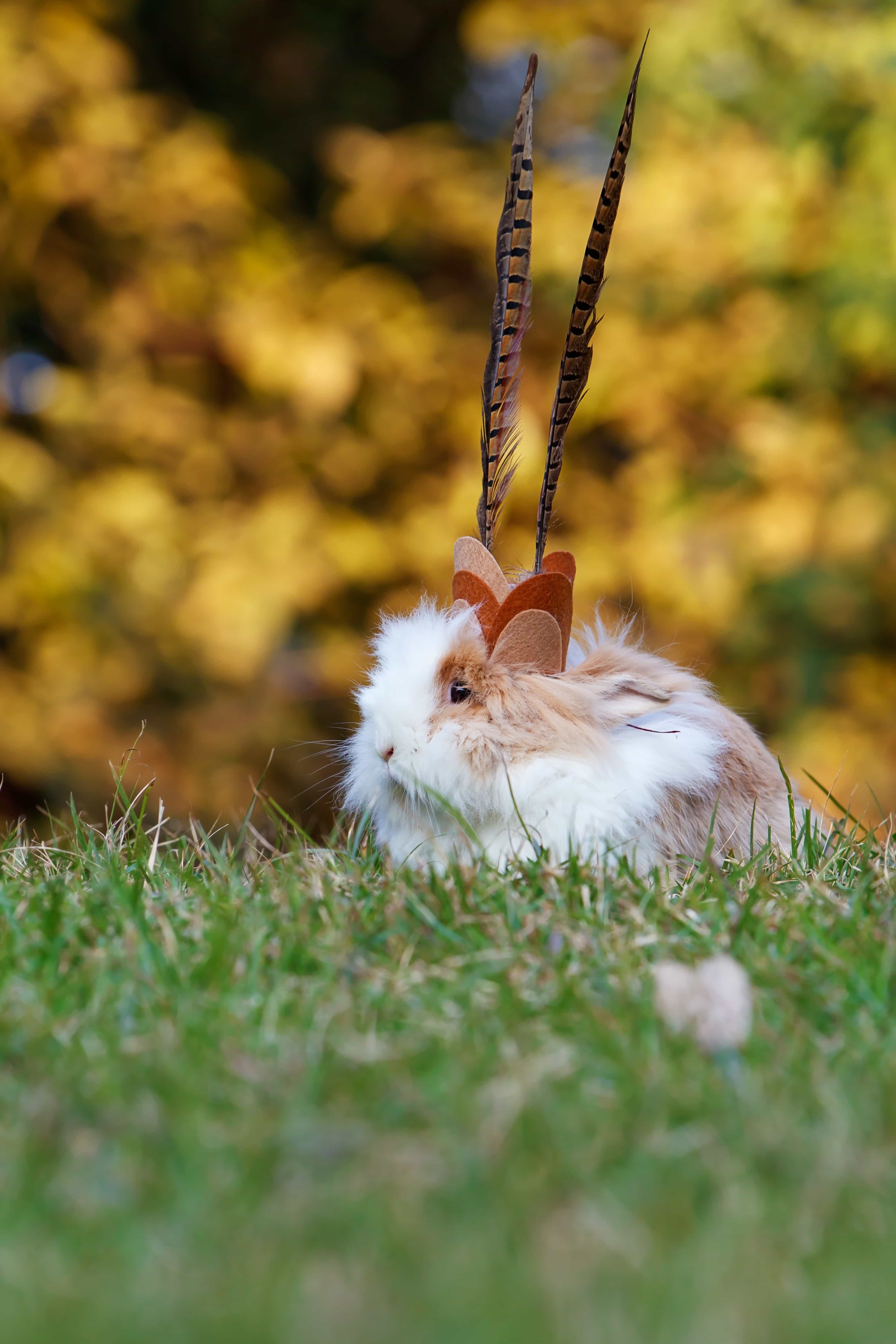 lion haired rabbit for sale