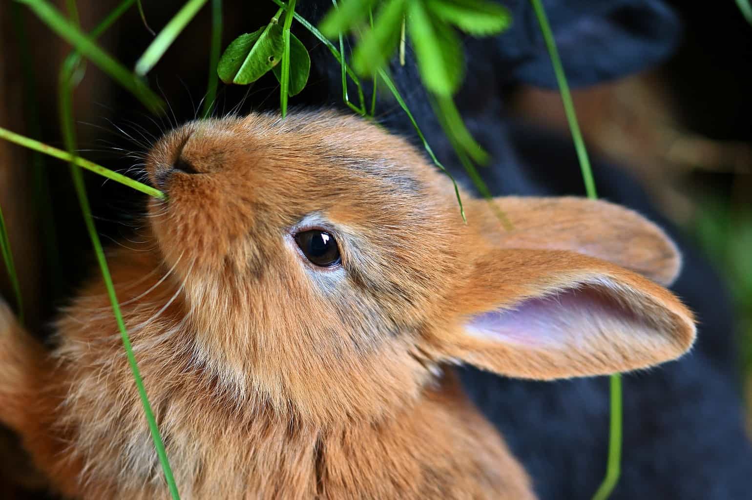 Breeding Rabbits: Your Get Started Guide! TIPS & FAQs - Northern Nester