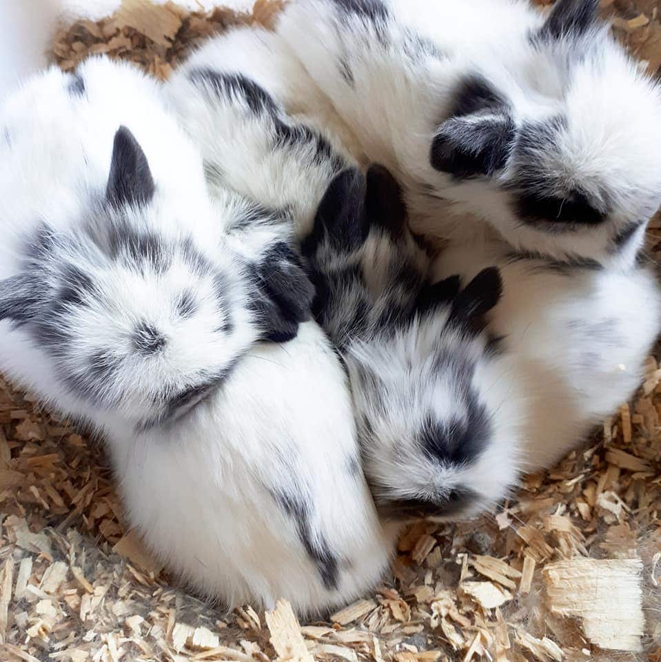 lionhead rabbit baby