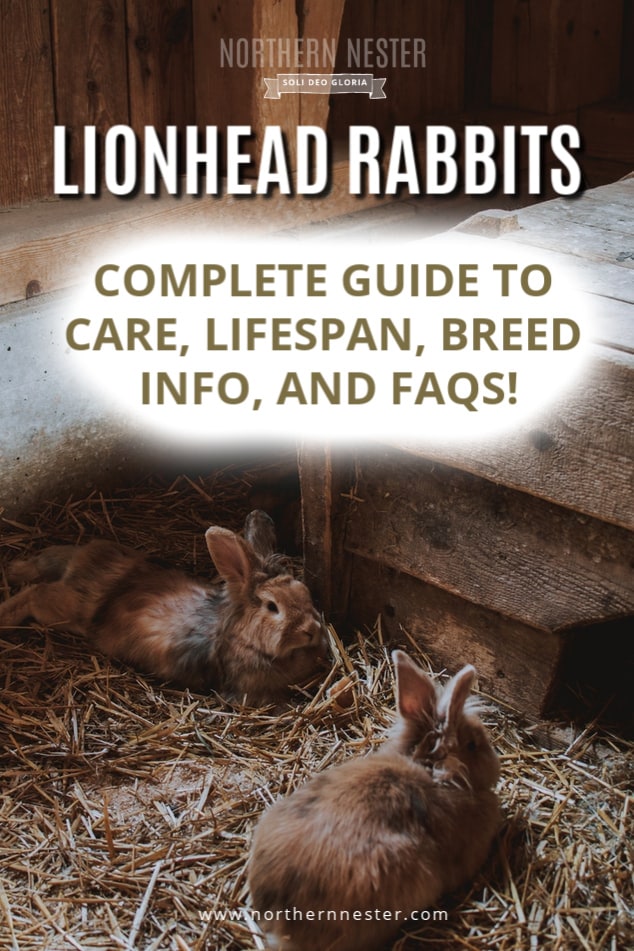 Rex Rabbits: Complete Guide to Care, Lifespan, Breed info, and FAQs!