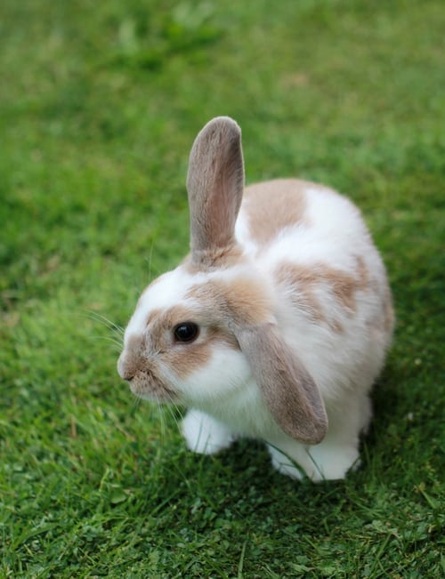 baby dwarf lionhead bunny