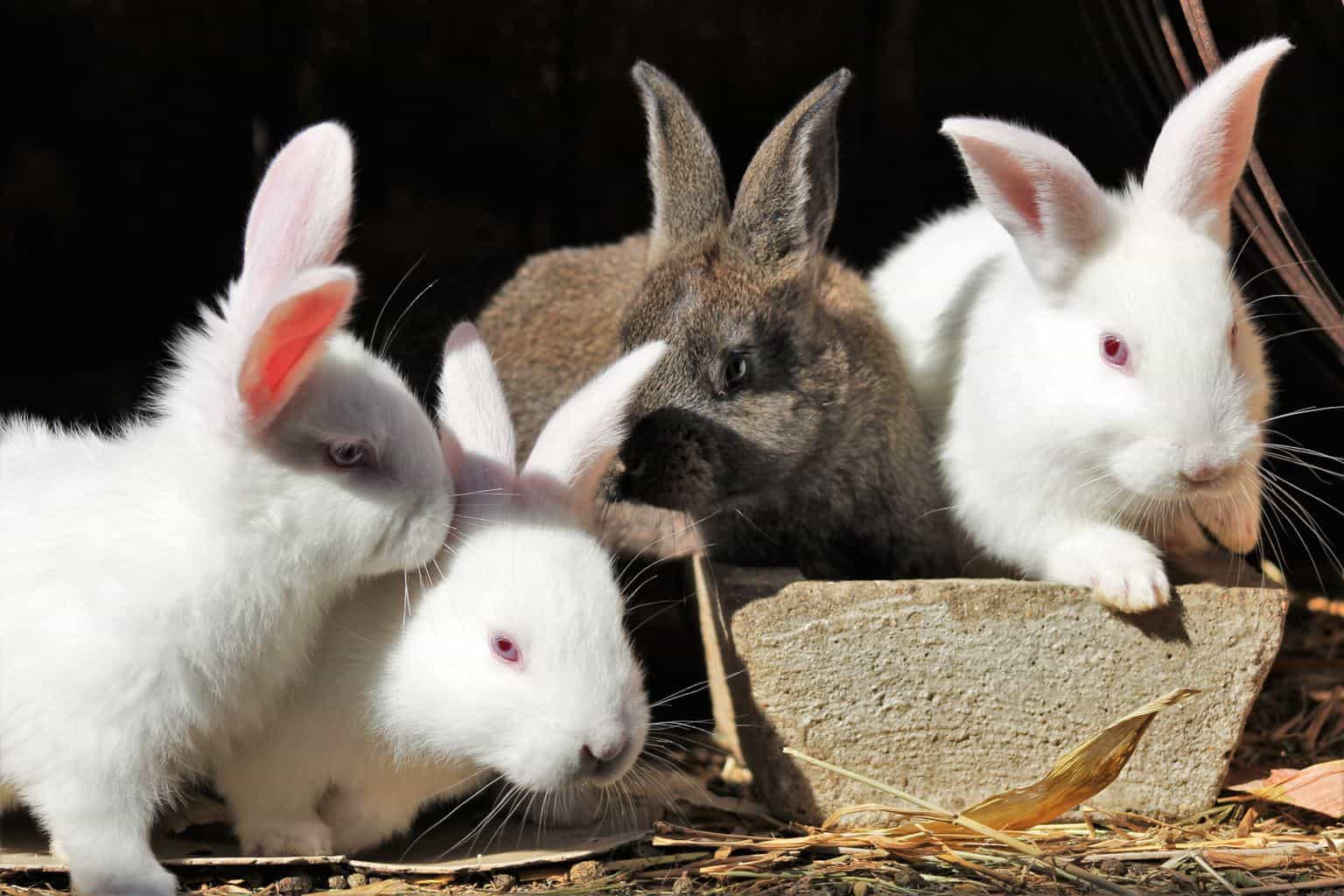 Day to breed rabbits