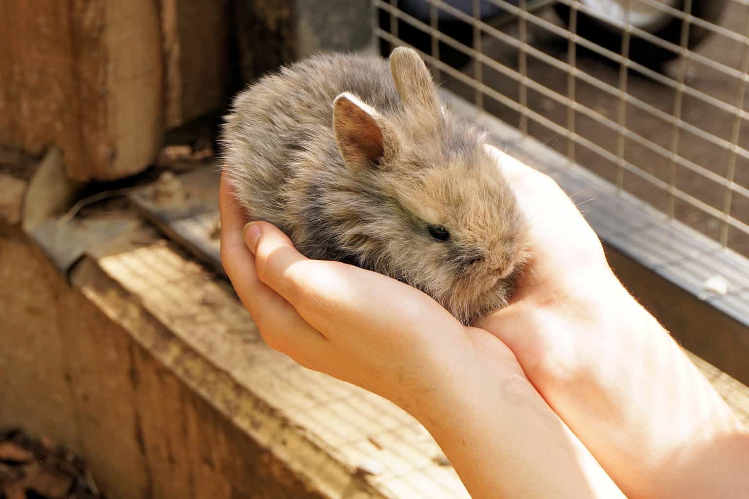 male and female bunnies