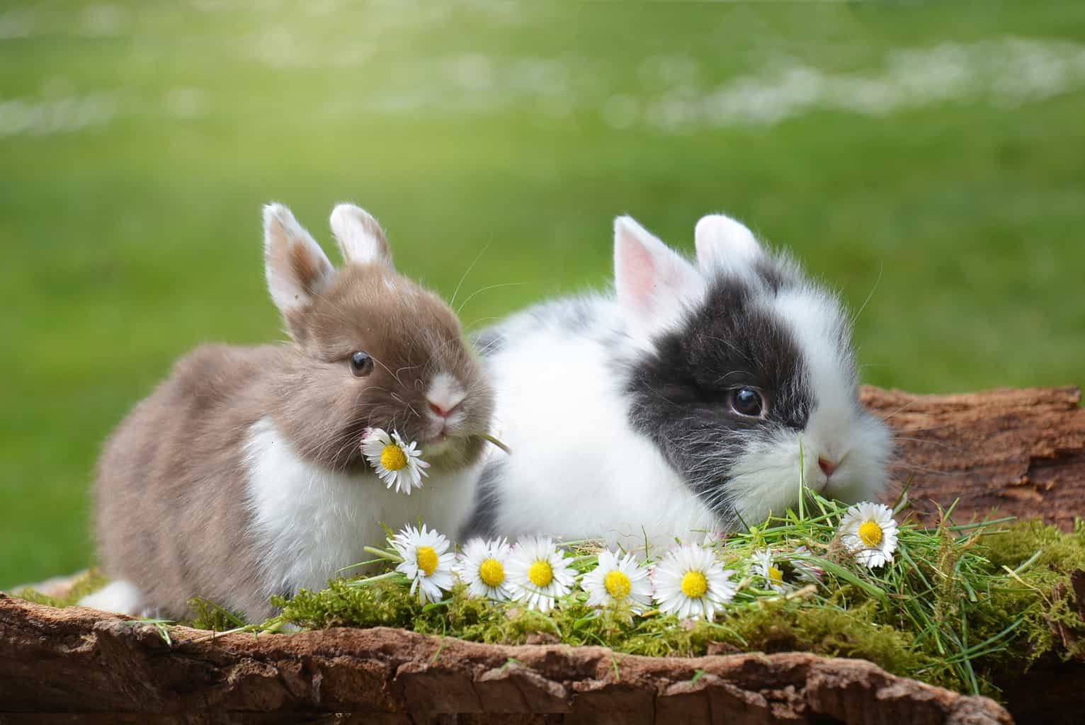 female rabbit in heat