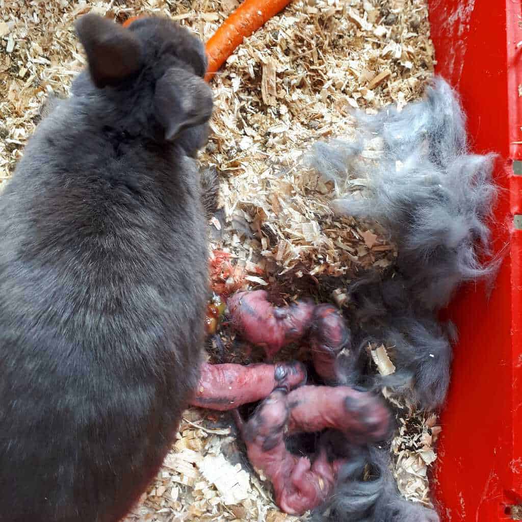 Breeding Rabbits Your Get Started Guide Tips Faqs Northern Nester