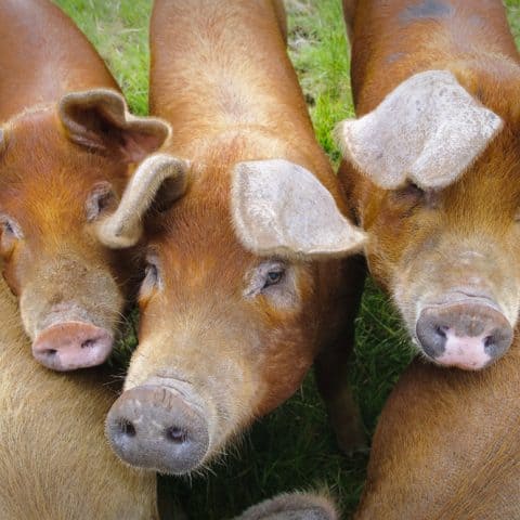 duroc pigs