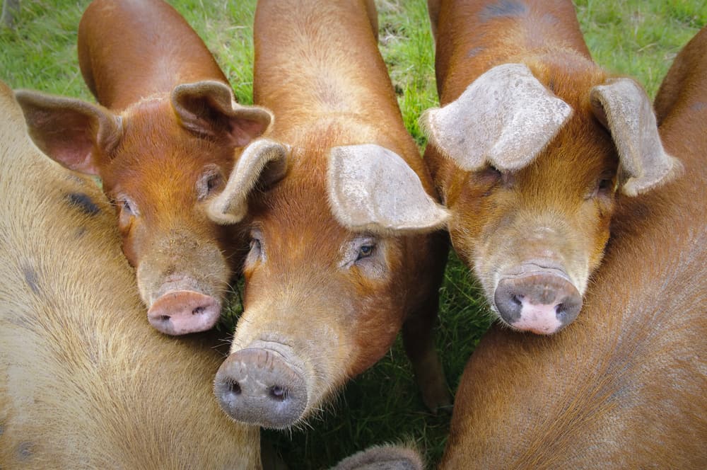 Duroc Pig Characteristics