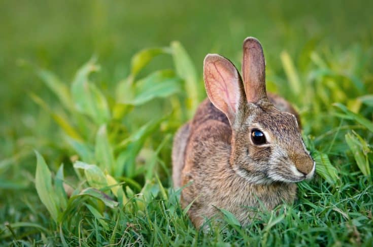 How To Train A Rabbit To Walk On A Leash - Northern Nester