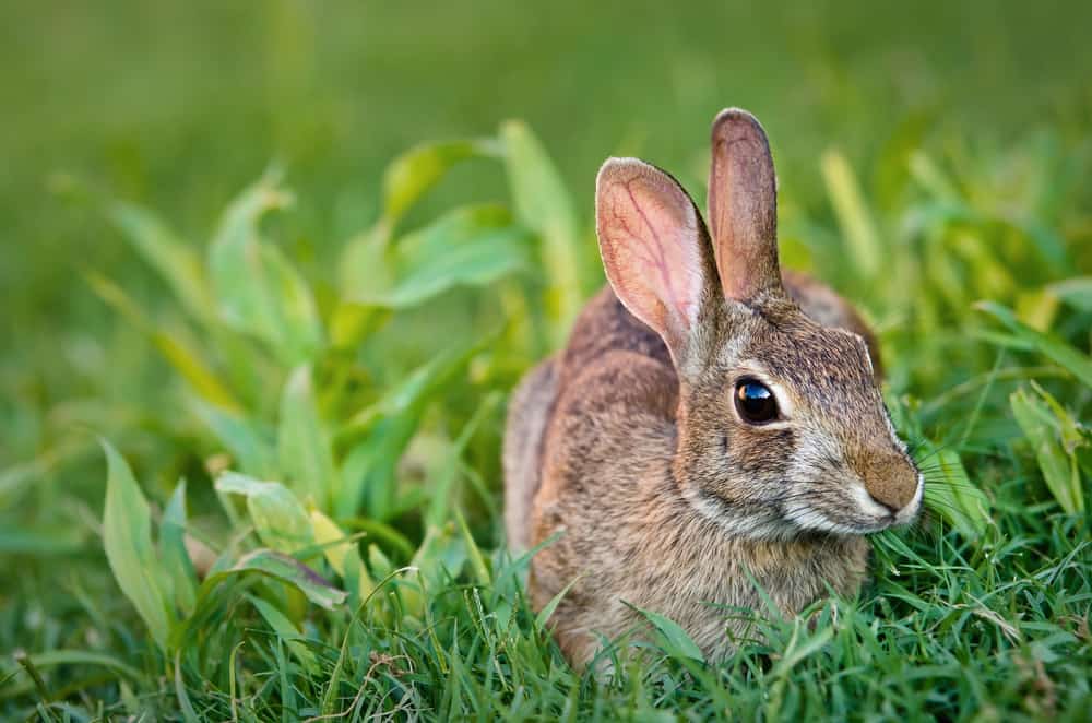 Walking a rabbit 2024 on a leash