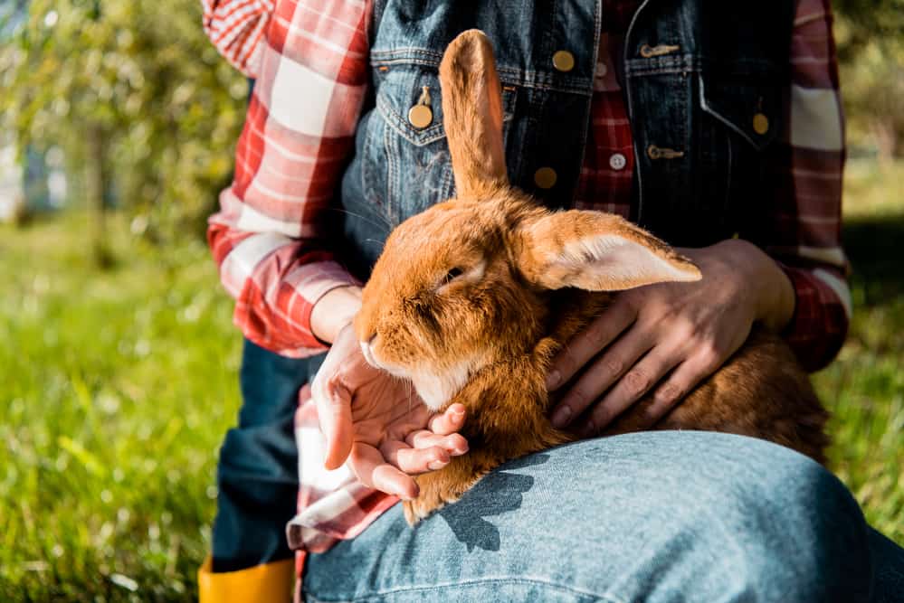 how to litter train rabbit