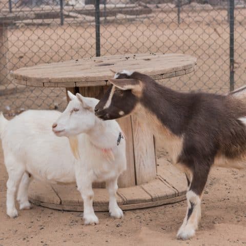 Nigerian dwarf goats