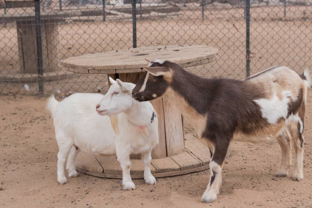 can pygmy goats live with dogs