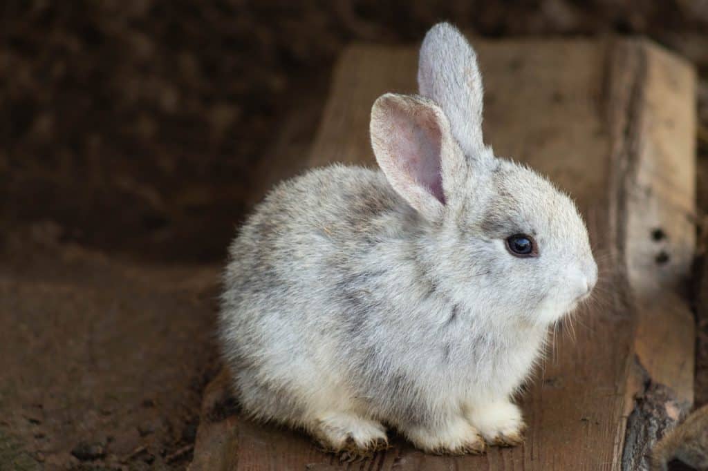 Rabbit Sounds Understanding What They Mean Northern Nester