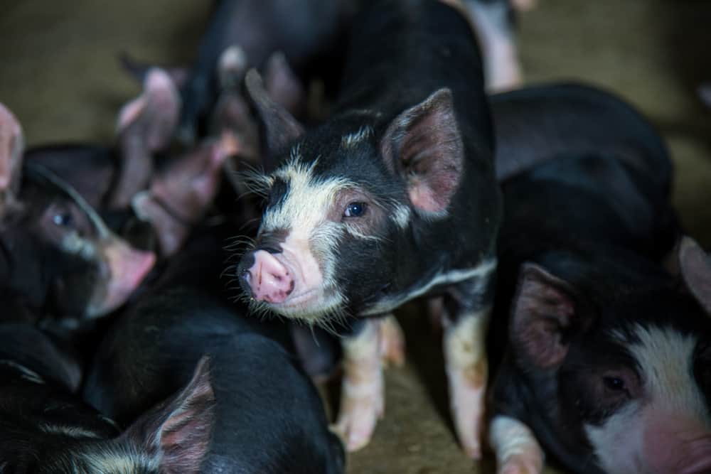 berkshire porcos características