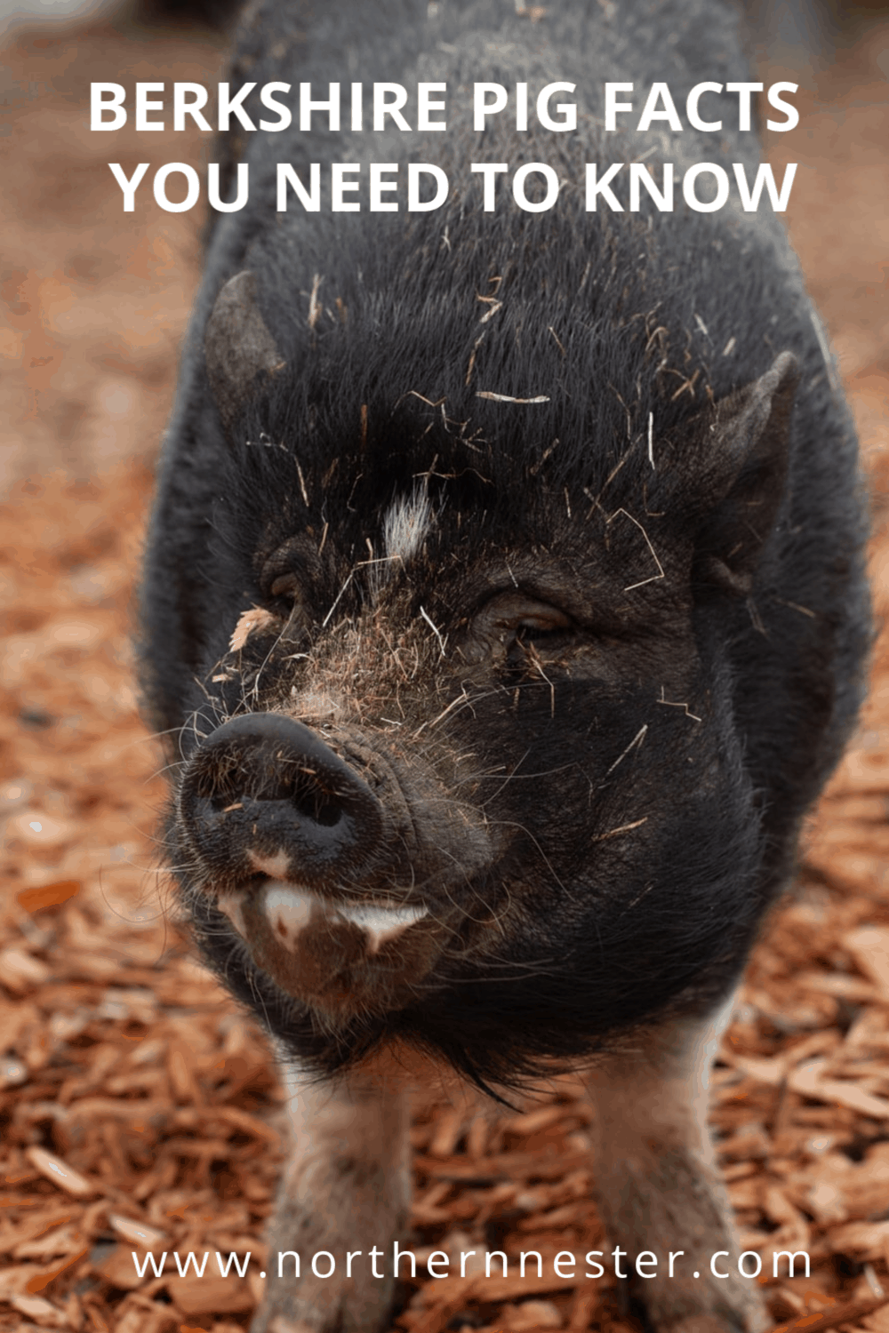 Berkshire Pig Facts You Need To Know Northern Nester