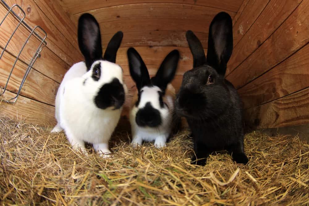 Hay bedding outlet for rabbits