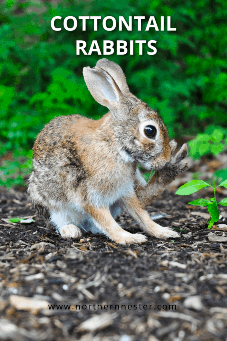 Cottontail Rabbits - Complete Guide 2024 - Northern Nester