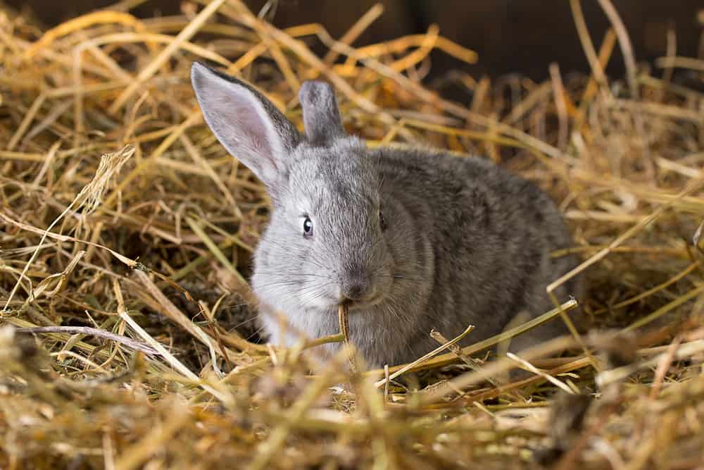 outdoor rabbit bedding