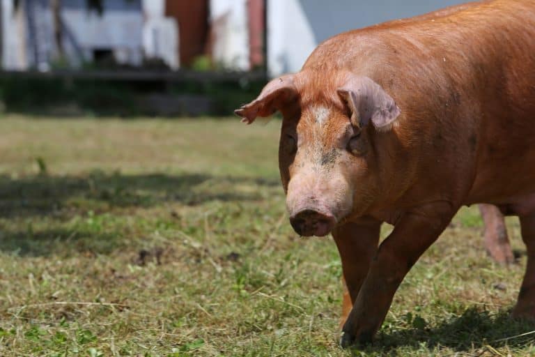 Duroc Pigs: Breed info, Lifespan, & Characteristics - Northern Nester