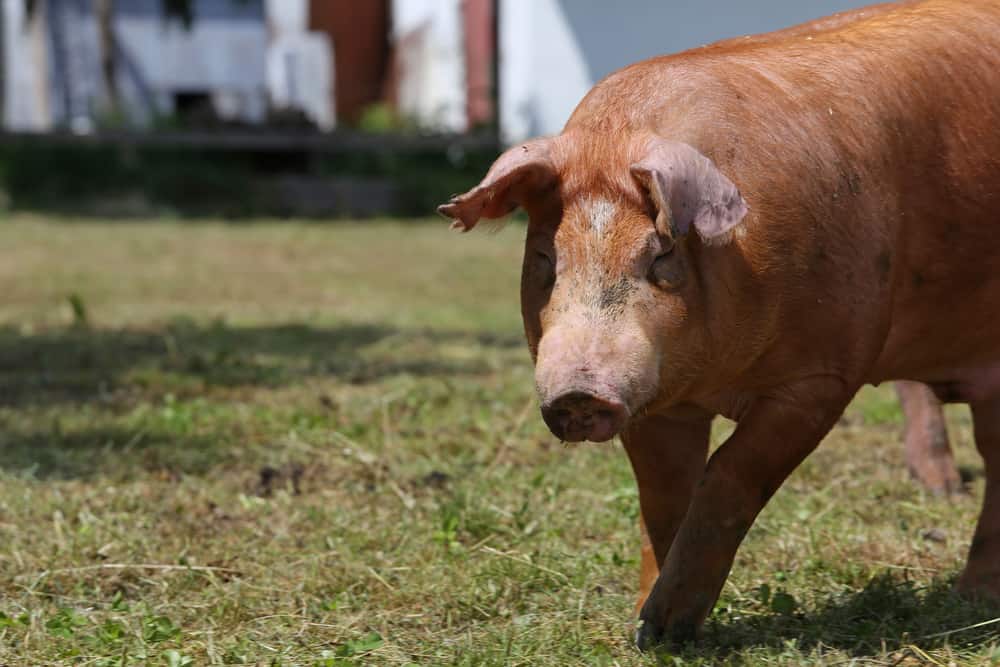 duroc pig