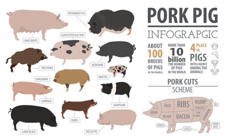 Hampshire Pigs More Than Just Delicious Meat - 38vr5by