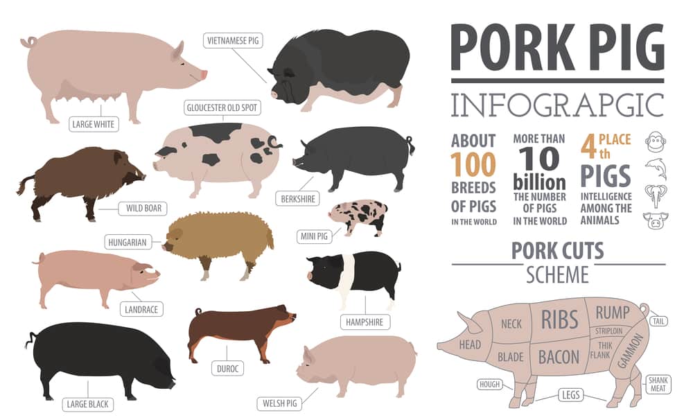 Hampshire Pigs Complete Breed Guide Northern Nester