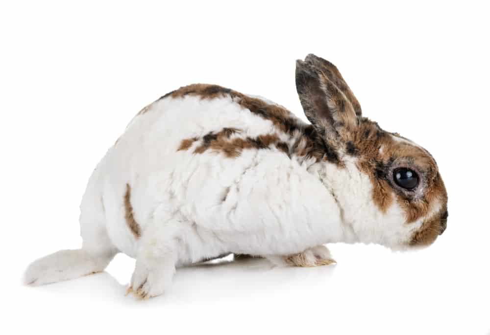 mini rex rabbit