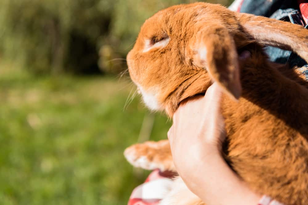 dwarf rabbits fully grown