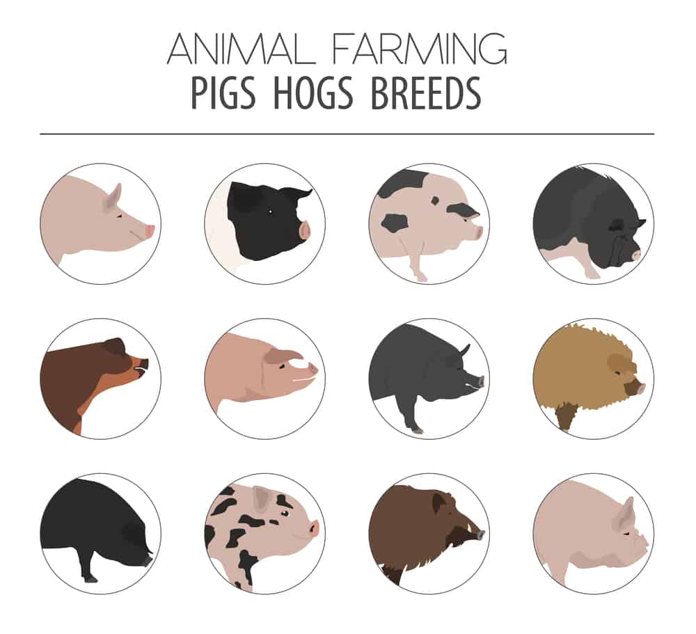 pig breeds