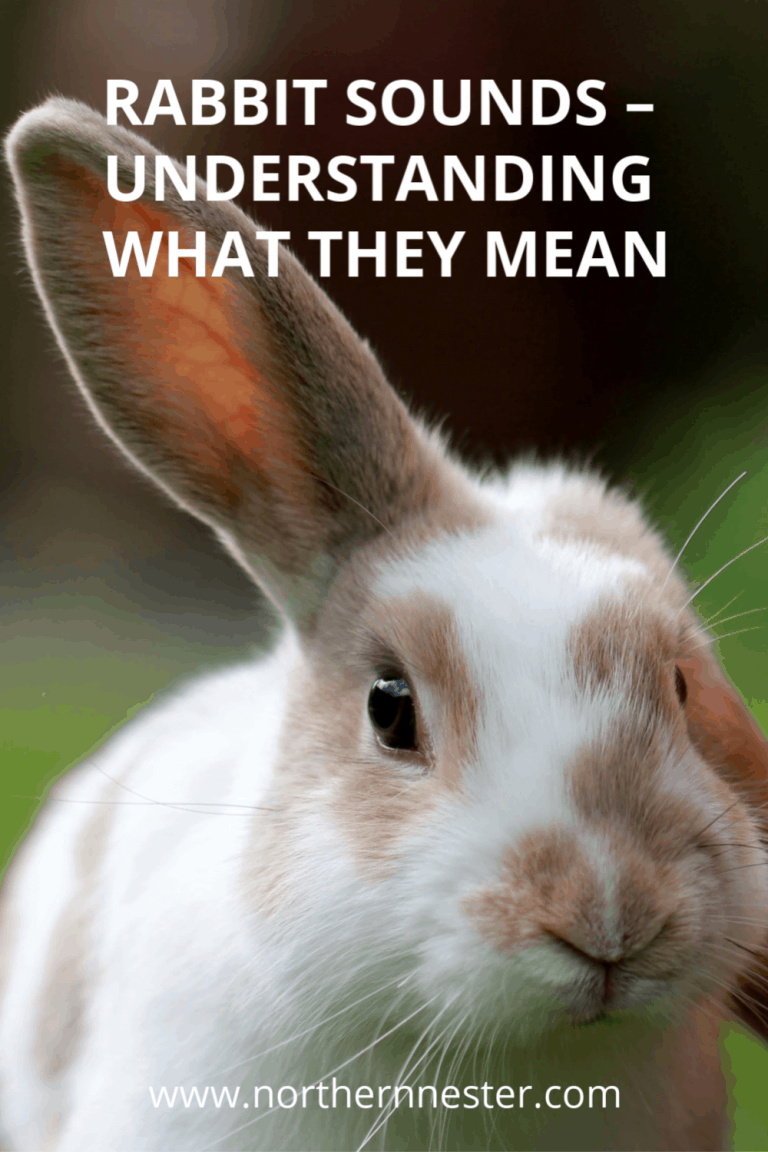 Rabbit Sounds Understanding What They Mean Northern Nester