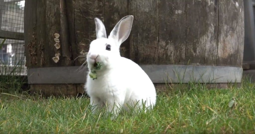 miniature rex bunny