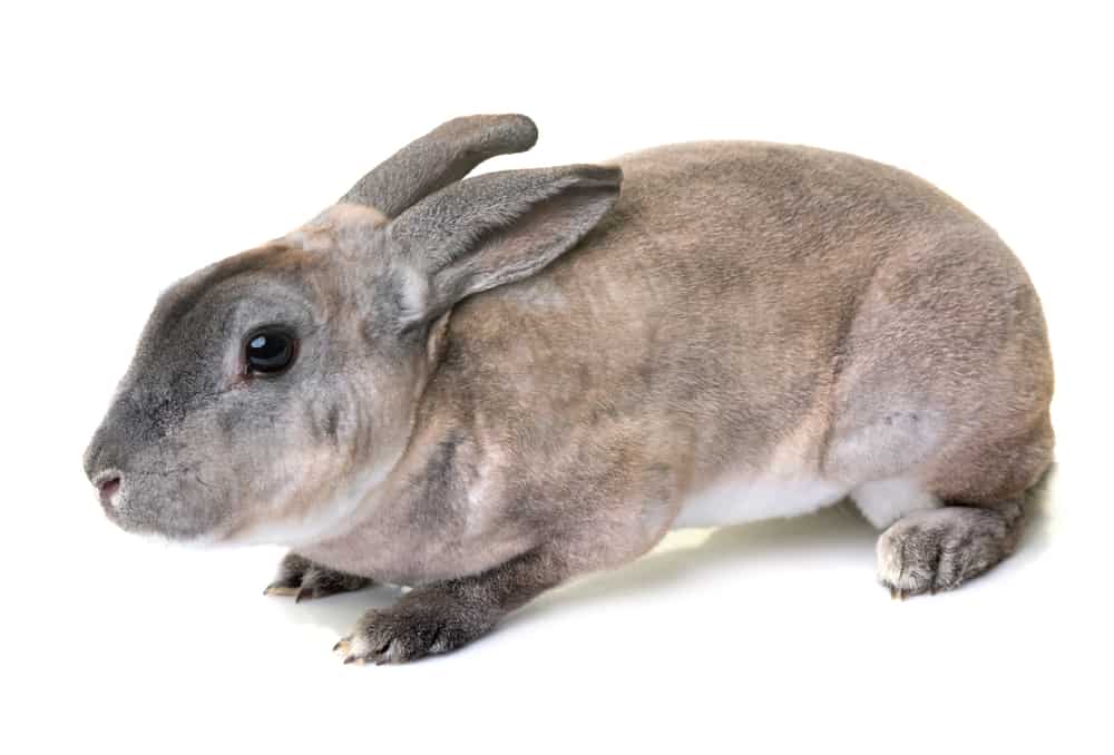 Grey Mini Rex Rabbits