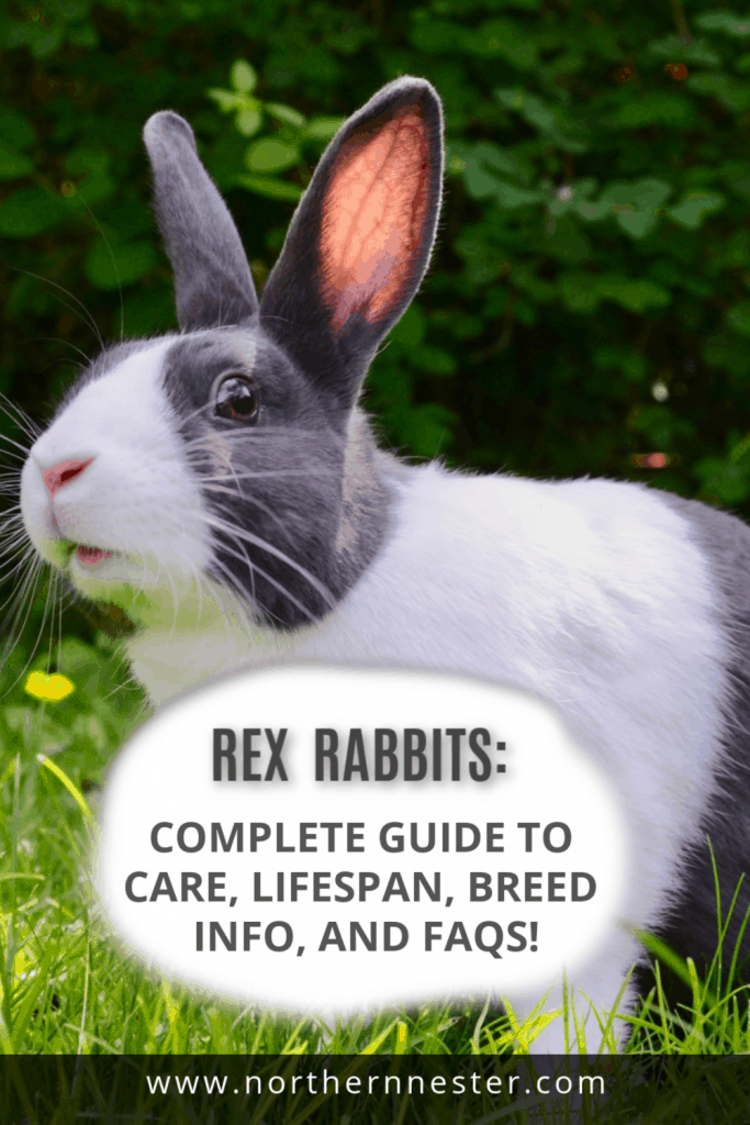 Rex Rabbits: Complete Guide to Care, Lifespan, Breed info, and FAQs!