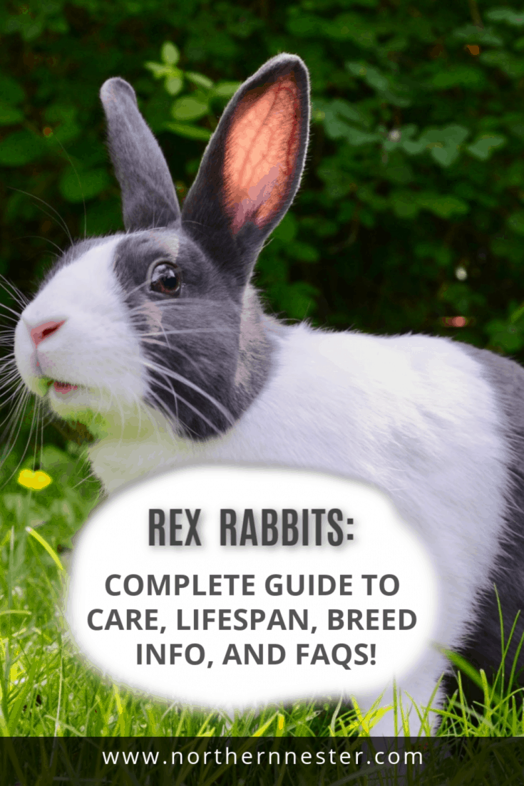 Rex Rabbits Complete Guide to Care, Lifespan, Breed info, and FAQs!