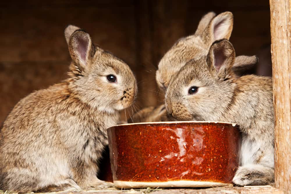 rabbit eating dog food