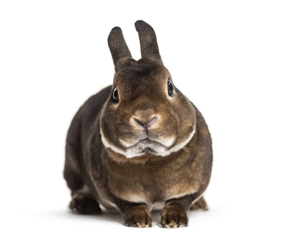 standard rex rabbit