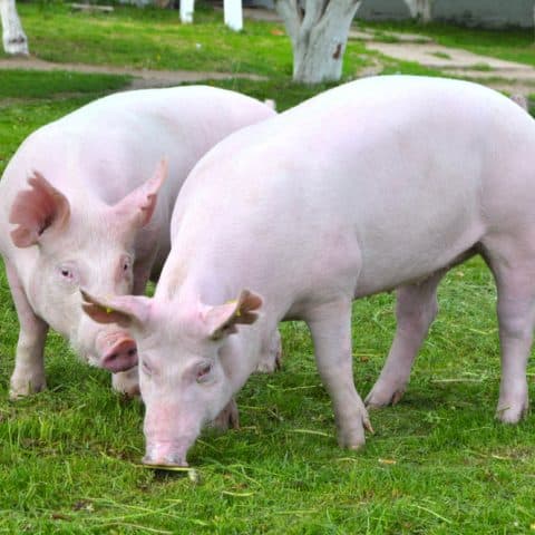 yorkshire pigs