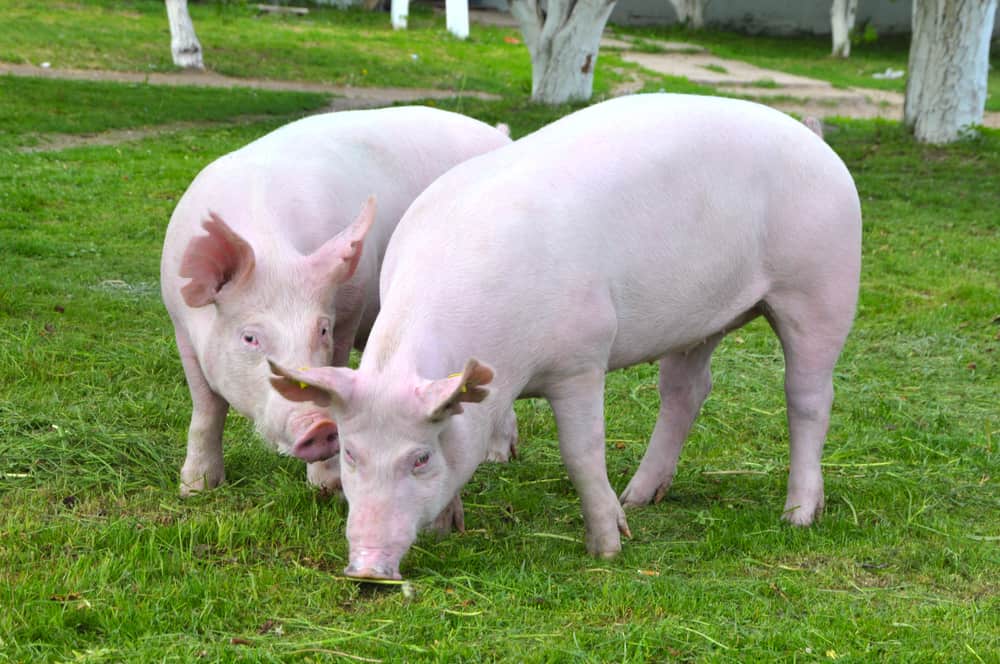 Yorkshire Pigs: Breed info, Lifespan, &amp; more! - Northern Nester