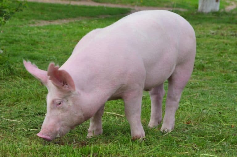 Yorkshire Pigs Breed info, Lifespan, & more! Northern Nester